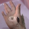 ISOPOD